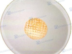 LED ROUND EXTERIOR LIGHT SS TANGERINE